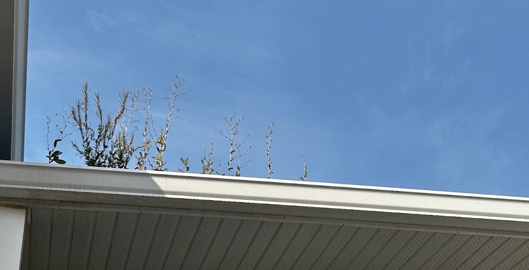 Gutter Cleaning in Toronto: Why It's Essential for Your Home